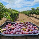 Caja con uvas cosechadas en un viñedo de Aguascalientes durante la temporada de producción
