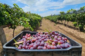 Caja con uvas cosechadas en un viñedo de Aguascalientes durante la temporada de producción