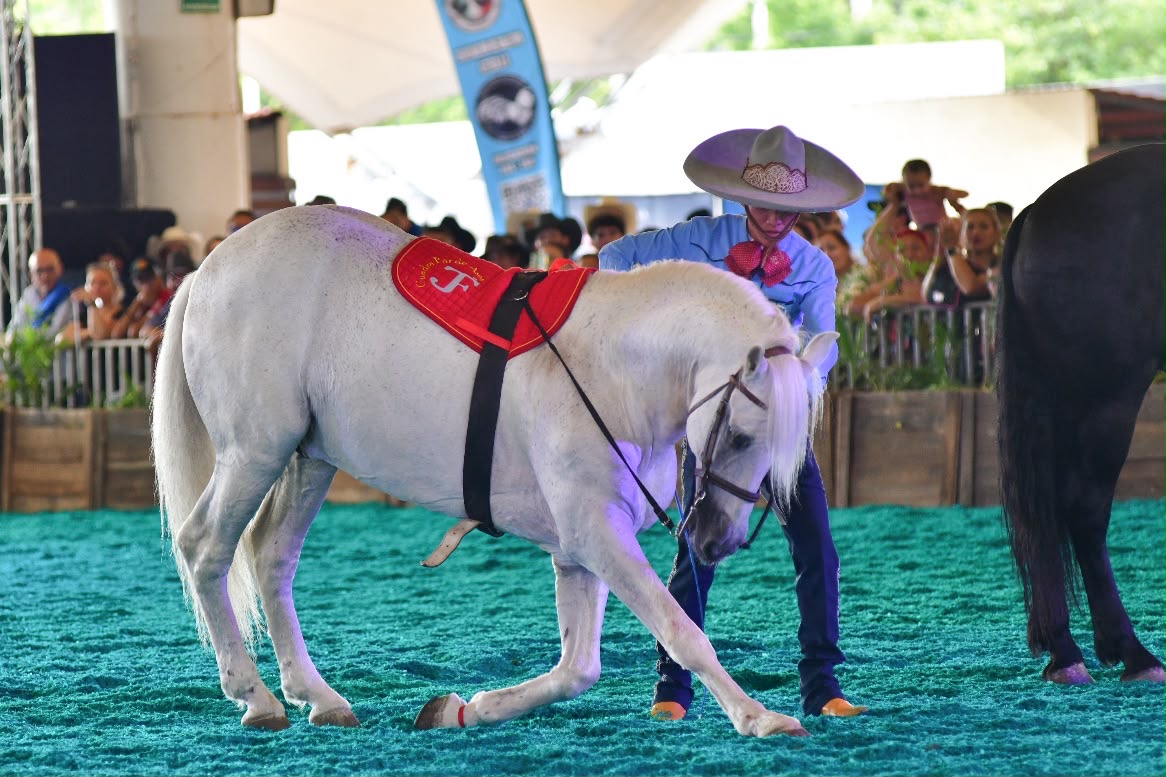 Jinete presenta un caballo durante la Feria Internacional del Caballo Aguascalientes 2026 en la Isla San Marcos.