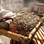 Apicultores revisan un panal con abejas en un apiario del municipio de Querétaro.