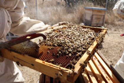 Apicultores revisan un panal con abejas en un apiario del municipio de Querétaro.