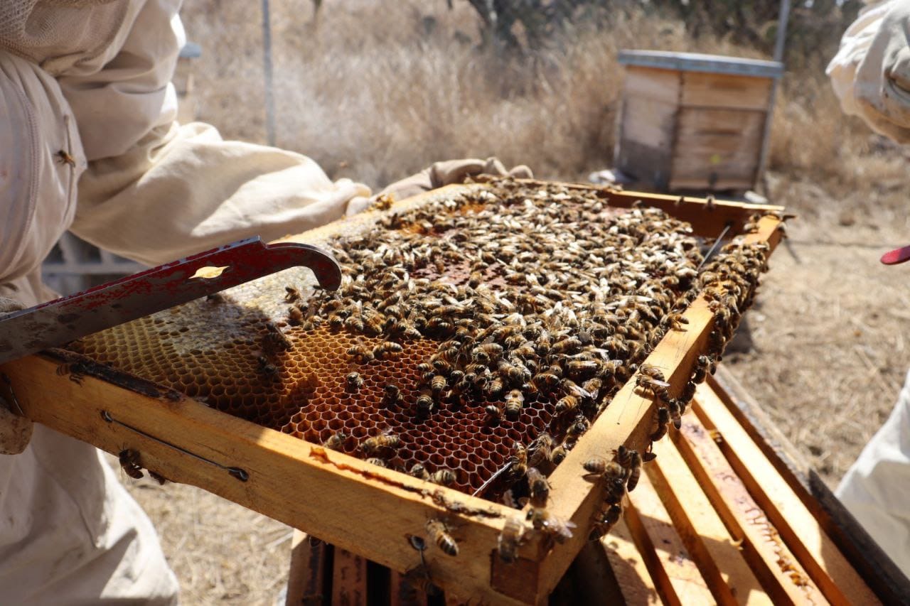 Apicultores revisan un panal con abejas en un apiario del municipio de Querétaro.