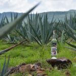 Botella de mezcal colocada entre campos de agave en Calvillo, Aguascalientes.
