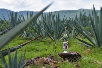 Botella de mezcal colocada entre campos de agave en Calvillo, Aguascalientes.
