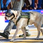 Binomio canino participante en el desfile cívico-militar por la Independencia de México en Aguascalientes.