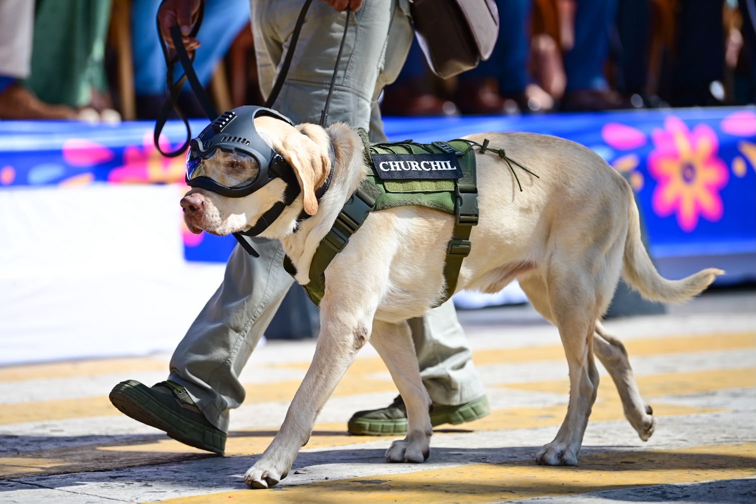 Binomio canino participante en el desfile cívico-militar por la Independencia de México en Aguascalientes.