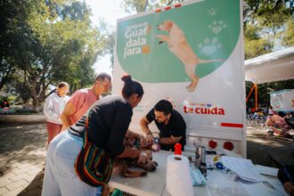 Personal veterinario atiende a un perro durante una jornada móvil de Bienestar Animal en Guadalajara.