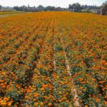 Campo de cultivo de flores de cempasúchil de color naranja en Aguascalientes, preparado para la temporada de Día de Muertos.