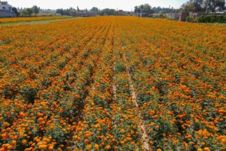 Campo de cultivo de flores de cempasúchil de color naranja en Aguascalientes, preparado para la temporada de Día de Muertos.