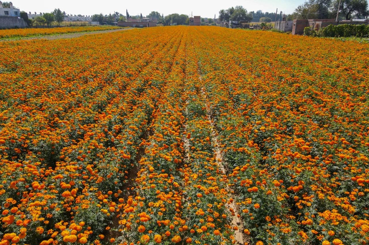 Campo de cultivo de flores de cempasúchil de color naranja en Aguascalientes, preparado para la temporada de Día de Muertos.