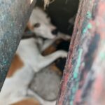 Perro atrapado entre estructuras de una rejilla de desagüe en la colonia Ciudad del Sol, Querétaro