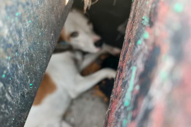 Perro atrapado entre estructuras de una rejilla de desagüe en la colonia Ciudad del Sol, Querétaro