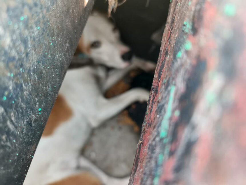 Perro atrapado entre estructuras de una rejilla de desagüe en la colonia Ciudad del Sol, Querétaro