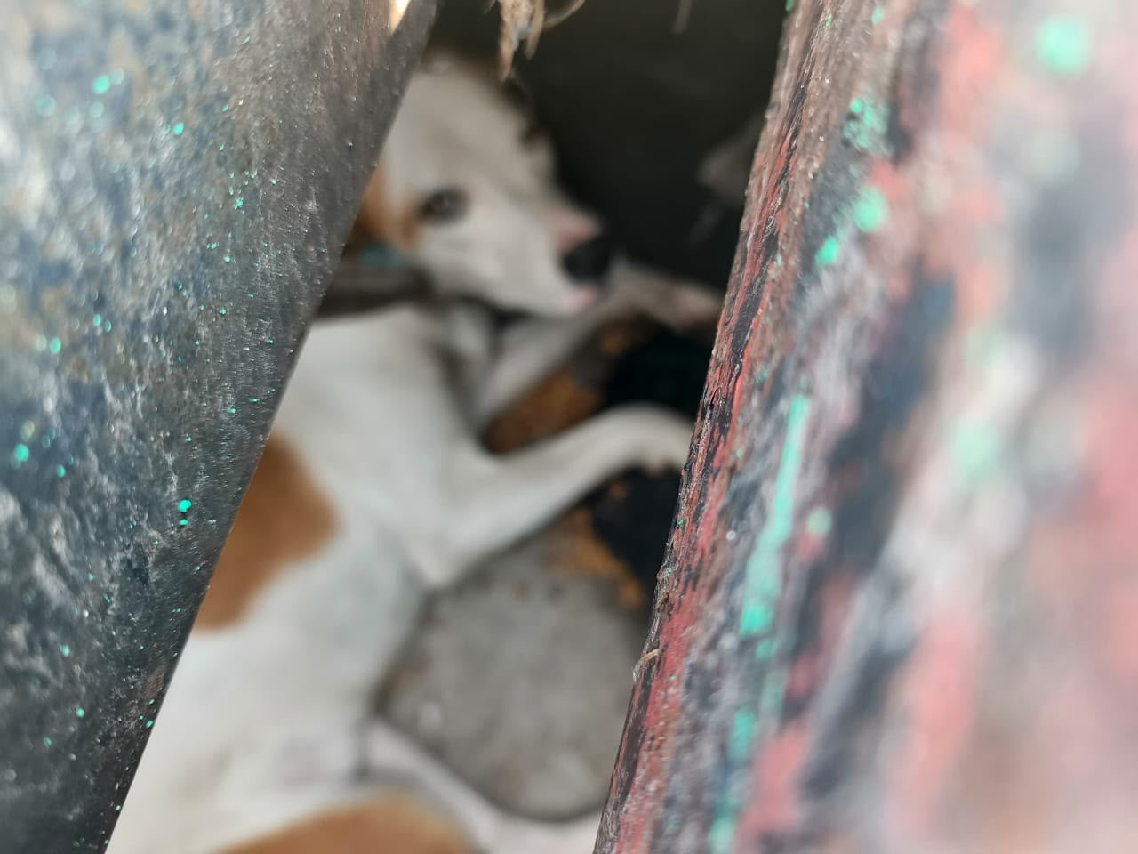 Perro atrapado entre estructuras de una rejilla de desagüe en la colonia Ciudad del Sol, Querétaro